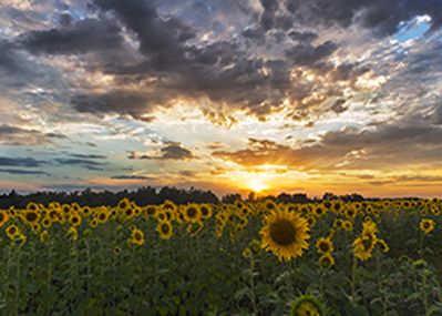 field of sunflowers sunset clouds.