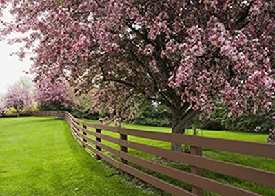 Blossom Trees along a brown fence